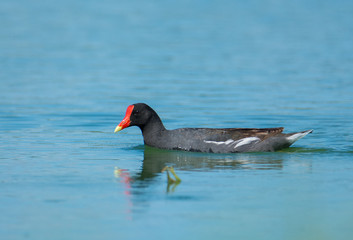 Common Gallinule
