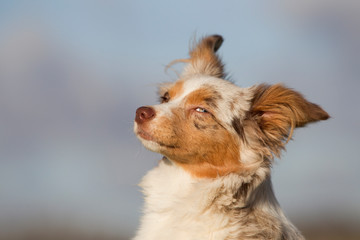 niedliche kleine Mini Australian Shepherd Hündin im Porträt mit Himmel im Hintergrund, Hund schaut sich um