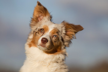 Mini Australian Shepherd