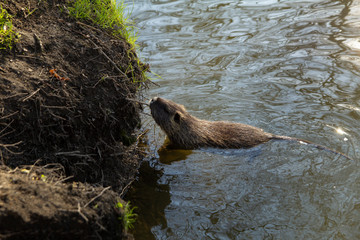 nutria in water