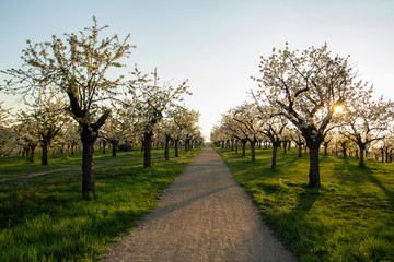 cherry tree road