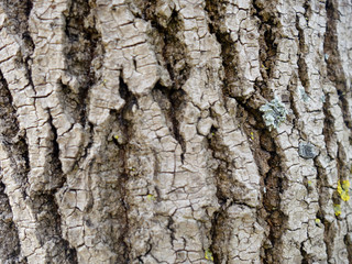 tree trunk texture background