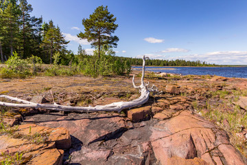 Fototapeta na wymiar dry branch on shore of lake in front of a forest