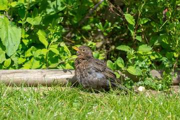 Female blackbird (turdus merula)