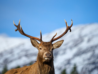 Red deer stag, Glen Etive, Scotland.