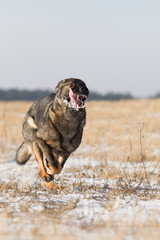 Deutscher Schäferhund im schnee