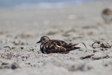 bird
