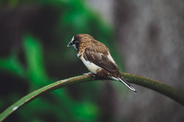 The beautiful Amadina bird sits on the green leaves of a tree branch. Close-up