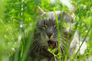 Grey cat lying on the ground between the green tops of carrots.