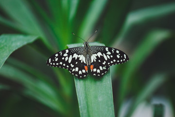Beautiful butterfly sits on the green leaves of a tree branch. Close-up