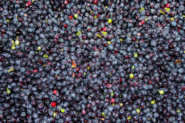 Lots of cranberries right after harvest