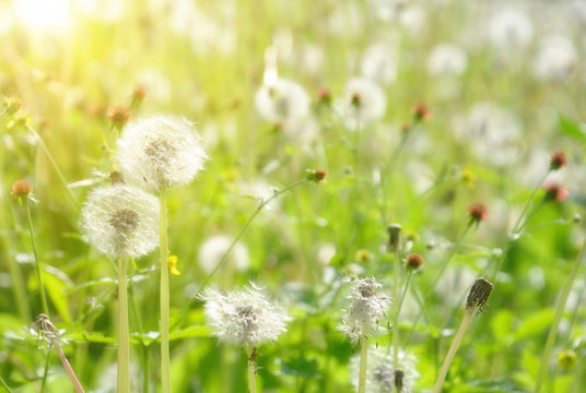 Thickets of white dandelions on a solar lawn