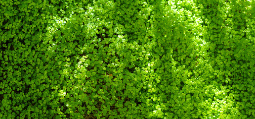 Green leaves texture. Fresh spring tropical leaves background