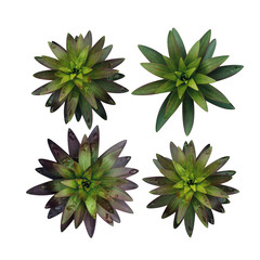 Succulents on a white background. Fresh spring tropical greens. Abstract floral background.