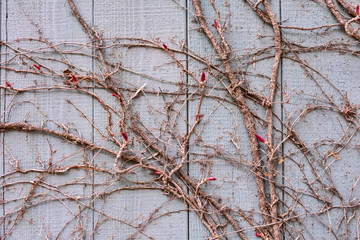 Dry trunks and branches of plant or tree on the wooden fence paint creative picturesque ornament. No leaves. Background for concept, texture or project.