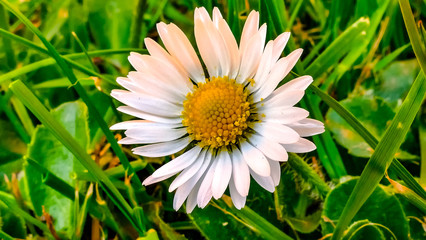 daisy ((bellis perennis) daisys in grass in english garden, spring time © Howard