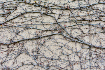 Dry trunks and branches of plant or tree on the old stone wall paint creative picturesque ornament. No leaves. Background for concept, texture or project. 