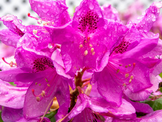 purple pink rhododendron flower after the rain