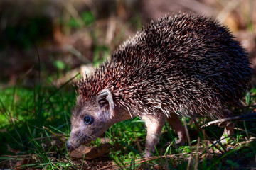 Cute little Hedgehog. Forest background. Animal: Southern White breasted Hedgehog. Erinaceus concolor. © serkanmutan