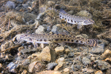 Underwater photography of freshwater fish  Danubian spined loach (Cobitis elongatoides). Loach in the clean river habitat. Frashwater habitat. Wild life animal. Sunny day.