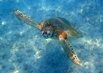 Sea Turtle swimming up to the surface for air in the clear blue caribbean sea.