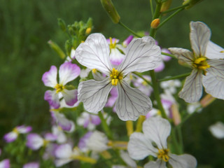 Obraz na płótnie Canvas White and purple flowers in a garden near Sacramento, California