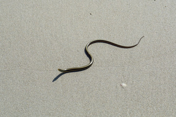 Snake found on a beach near the Atlantic ocean in Florida on a bright sunny day.