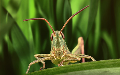 A close up of a grasshopper sitting on blade of grass 