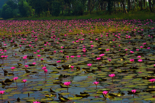 A lake fill with pink water lilies (Nymphaea rubra ) this kind of flower also called shaluk or shapla in India.