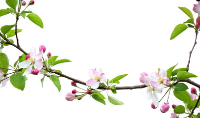 Fototapeta na wymiar Apfelbaumblüten - freigestellt und isoliert vor weißen Hintergrund 