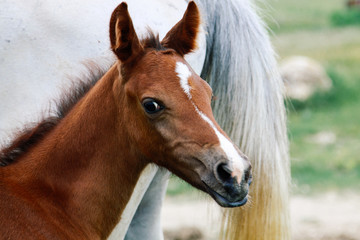 Portrait of a little bay foal near a mare
