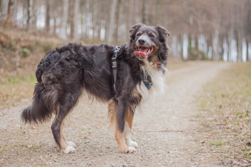 tri coloured border collie