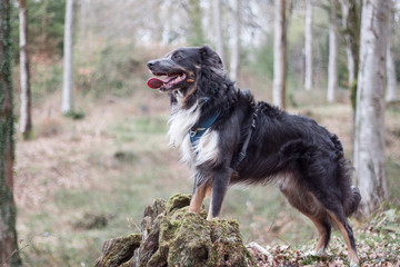 tri coloured border collie