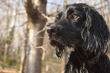 cocker spaniel