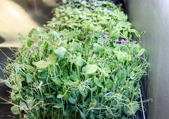 Microgreen Pea Sprouts (Afila Cress)