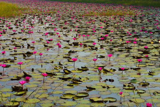 A lake fill with pink water lilies (Nymphaea rubra ) this kind of flower also called shaluk or shapla in India.