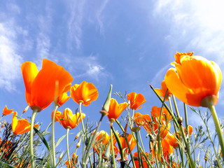 Fototapeta premium Low angle close-up shot of yellow-orange poppies under a blue sky.