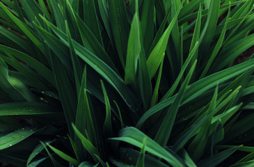 Fototapeta premium Green background of plant leaves. Fresh spring tropical greens. Abstract floral background.