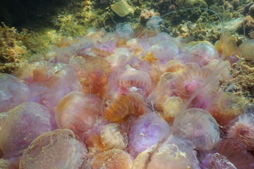 Obraz na płótnie Canvas A pile of numerous jellyfish dying on the seabed (natural cause), mauve stinger Pelagia noctiluca, Mediterranean sea, Spain