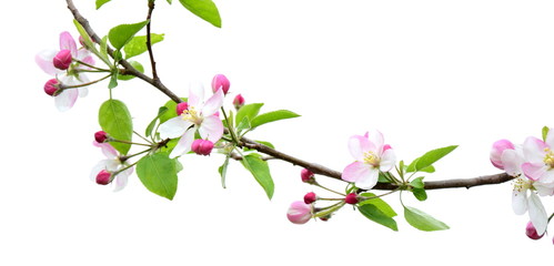 Obraz na płótnie Canvas Apfelbaum - Wunderschöne Blüten an einem Ast isoliert vor weißen Hintergrund