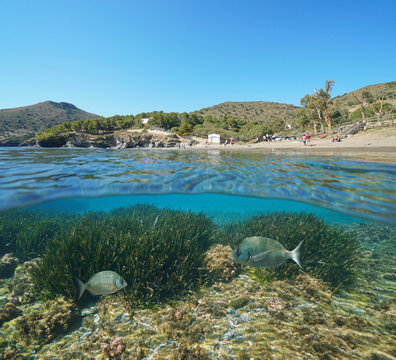 Spain Mediterranean coast with fish and sea grass underwater, Roses, Costa Brava, Catalonia, split view half over and under water
