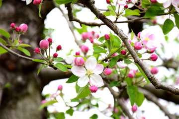 Fototapeta na wymiar Ast mit Apfelblüten - isoliert und freigestellt vor weißen Hintergrund
