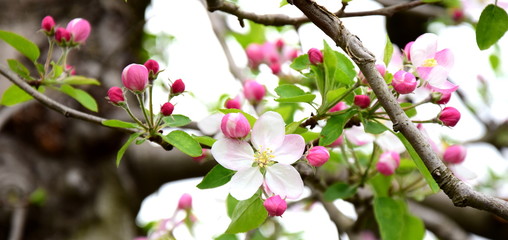 Fototapeta na wymiar Apfelbäume, Blütezeit in Südtirol
