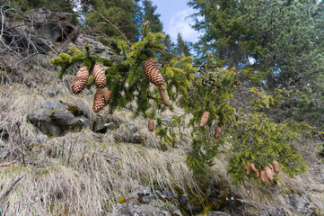 Cones on pine with resin, conifer trees in a forest in tyrol, in april in dolomites