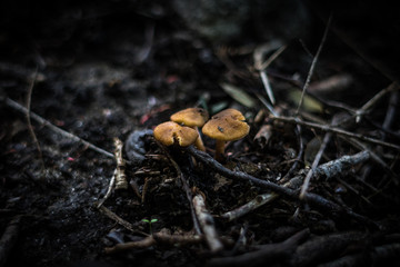 Fungus in forest