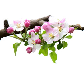 Fototapeta na wymiar Apfelbaumblüten vor weißen Hintergrund freigestellt