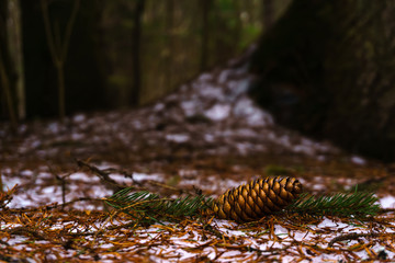 fir cone on the snow in the spring forest