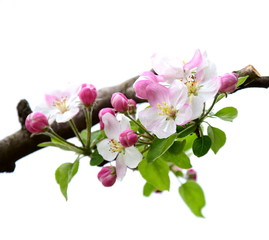Naklejka na ściany i meble Ast mit Apfelblüten - isoliert und freigestellt vor weißen Hintergrund