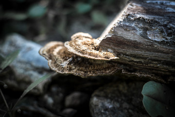 Fungus in forest