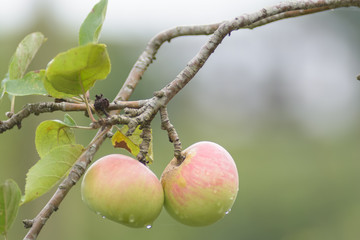 Natural apples on the tree
